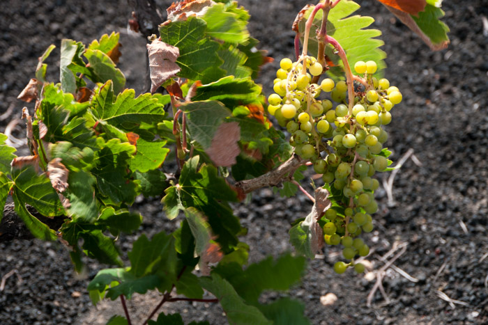 Grapes
