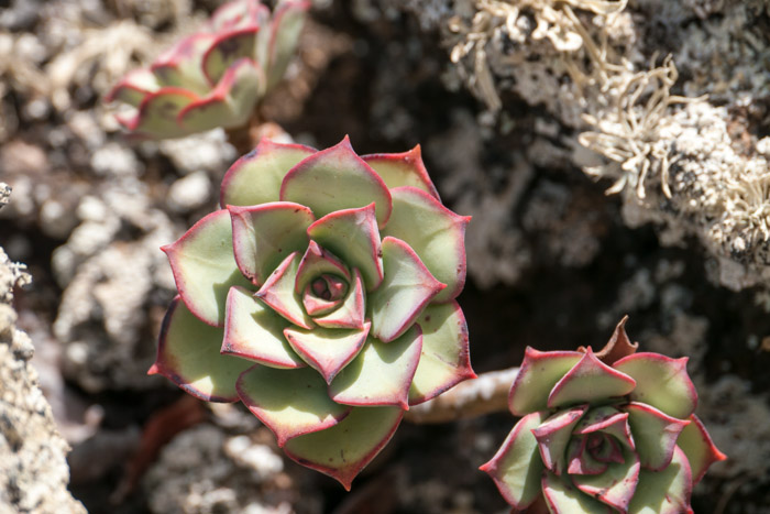 Succulent & lichen