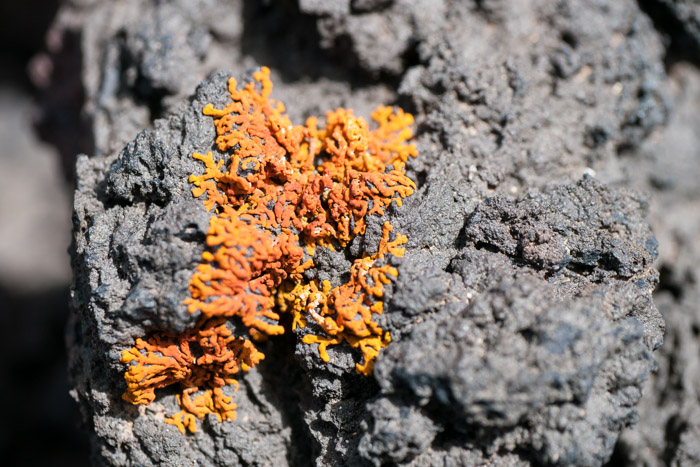 Orange lichen