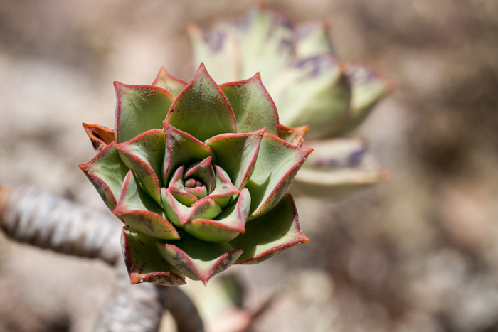 Aeonium lancerottense
