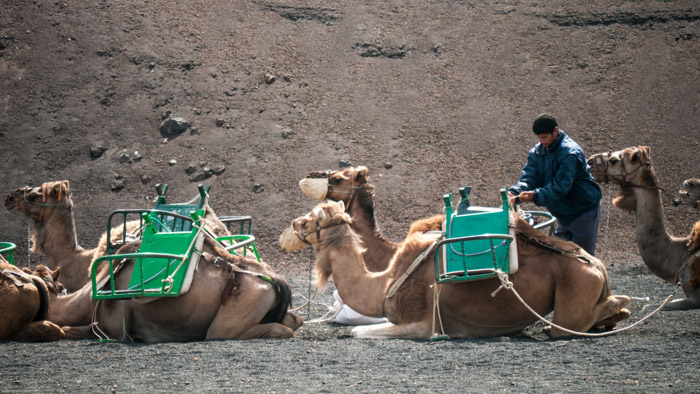Camels resting