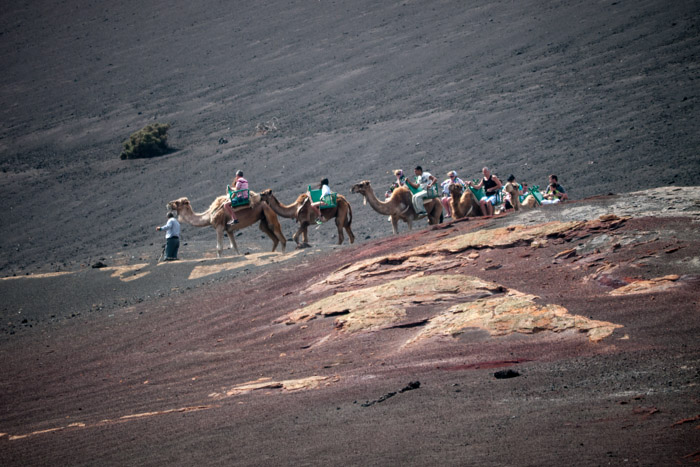 Camel-back riding