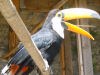 Toucan, Chauvigny, Aug. 2002