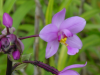 Wild orchid flowers, Hawaii, May 2002