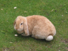 Rabbit, SFO, Sep. 2003